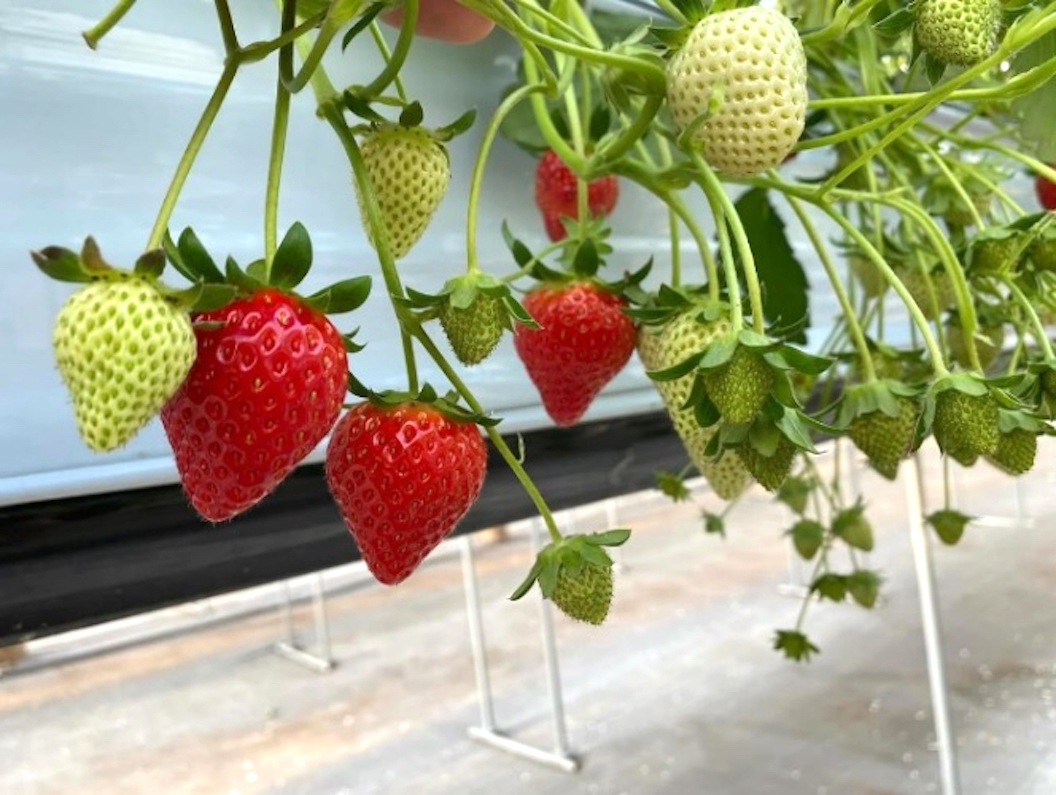 いちご狩り(レク)